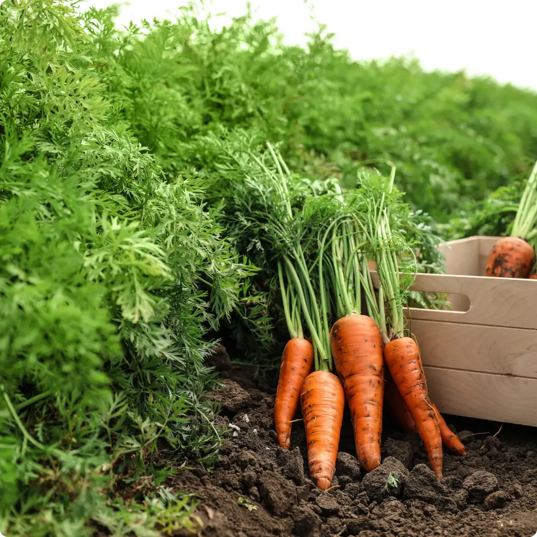 Early 'N' Fresh - Delivering fresh fruits and vegetables to your doorstep